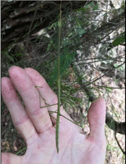 Candovia annulata