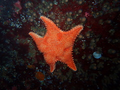 Hippasteria phrygiana