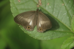 Euptychoides albofasciata