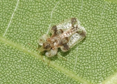 Corythucha juglandis