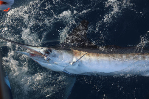 Atlantic white marlin (Kajikia albida) — Istiophoridae — 2