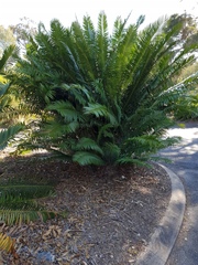 Encephalartos natalensis