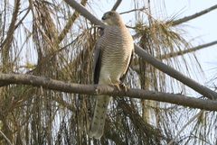 Accipiter badius