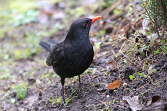 Turdus merula