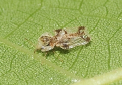 Corythucha juglandis