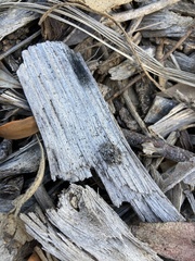 Ospidus chrysomeloides