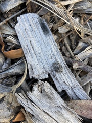 Ospidus chrysomeloides