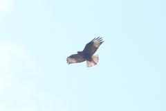 Buteo refectus