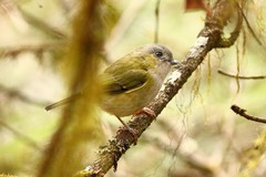 Pteruthius xanthochlorus