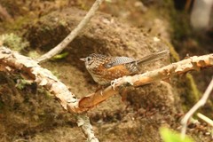 Spelaeornis troglodytoides