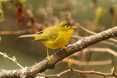 Phylloscopus whistleri