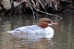 Mergus merganser