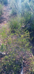 Cymbopappus adenosolen