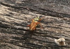 Typocerus acuticauda