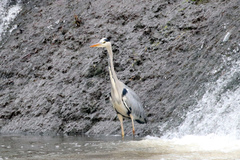 Ardea cinerea