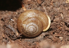 Triodopsis juxtidens