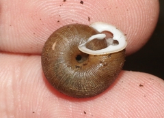 Triodopsis juxtidens