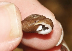 Triodopsis juxtidens