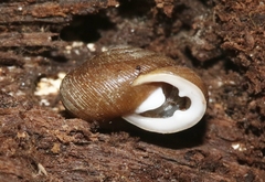 Triodopsis juxtidens