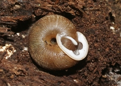 Triodopsis juxtidens