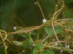 Cuscuta reflexa
