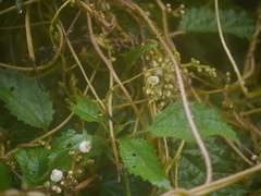 Cuscuta reflexa