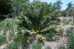 Encephalartos sclavoi
