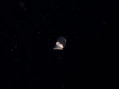 Gastropteron pacificum