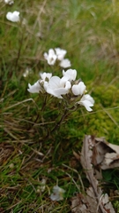 Euphrasia collina glacialis