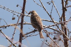Carpodacus pulcherrimus