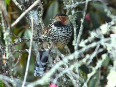 Ianthocincla ocellata