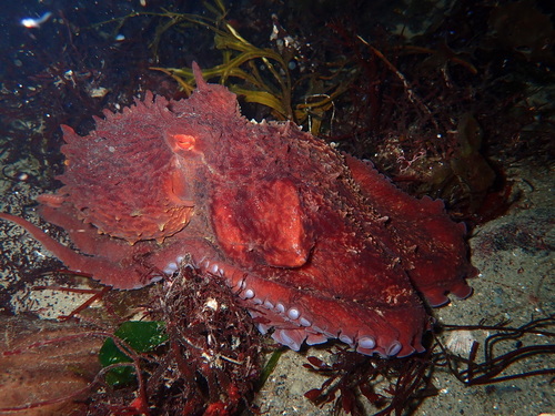 Giant Pacific Octopus