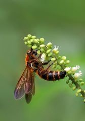 Phalerimeris phalerata