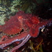 Giant Pacific Octopus - Photo (c) Kathleen R., some rights reserved (CC BY-NC), uploaded by Kathleen R.