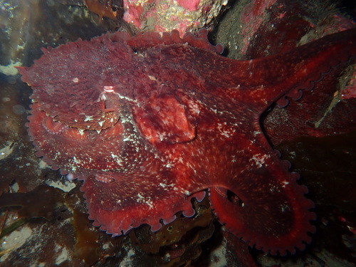 Giant Pacific Octopus