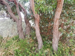 Eucalyptus staeri