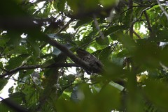 Batrachostomus moniliger