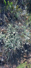 Helichrysum zeyheri