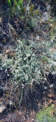 Helichrysum zeyheri