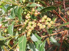 Eucalyptus staeri