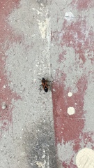Lygaeus reclivatus