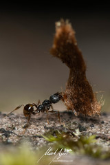 Pheidole anthracina