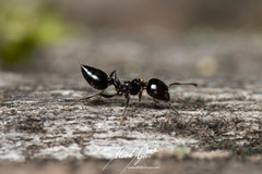 Crematogaster laeviceps