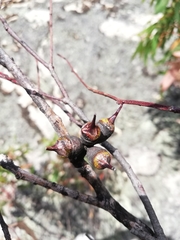 Eucalyptus cornuta