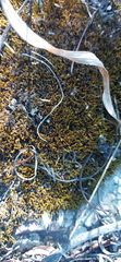 Triquetrella tristicha