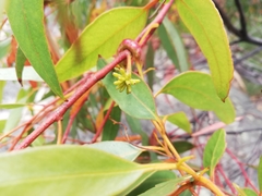 Eucalyptus cornuta