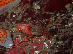 Spirontocaris prionota