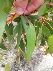 Eucalyptus cornuta