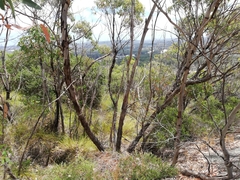 Eucalyptus cornuta