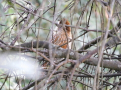 Grammatoptila striata